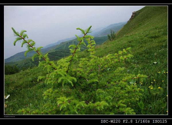 丰宁坝上景点图片