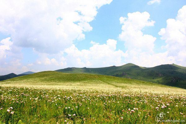 梅花雪(北京)：坝上2010