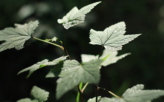 丰宁坝上景点图片