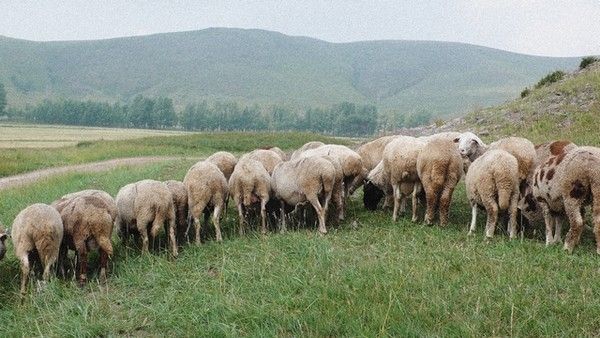 丰宁坝上旅游攻略图片