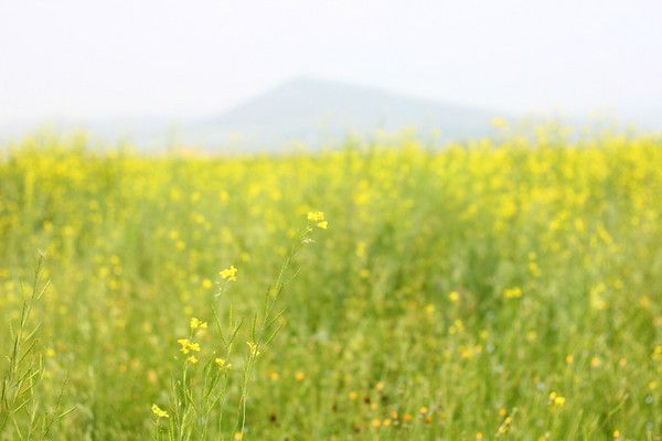 丰宁坝上自助游图片