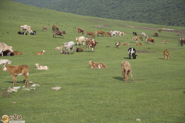 丰宁坝上自助游图片