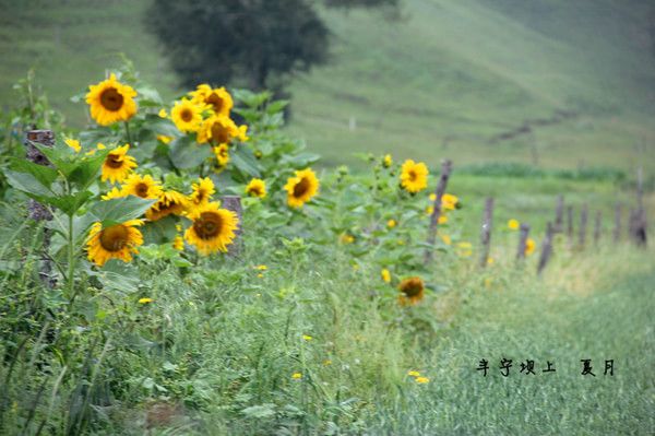 丰宁坝上景点图片