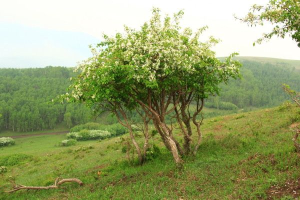 丰宁坝上景点图片